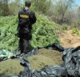 100 toneladas de maconha fora de circulação